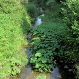 1208F 023 Neckar noch als Bach